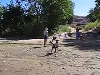 Two Dachshunds Herd a Lab!