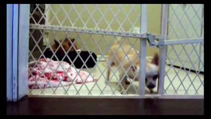 Собака вырвалась на свободу Интересным способом