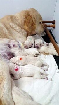 Les bébés de Leahna et Maxi ont 3 jours