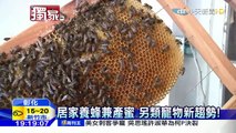 20160304中天新聞　蜜蜂當寵物　自家陽台養2千隻野蜂