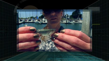 Tami Curtis Fishing Tips for  Halibut - Live Bait