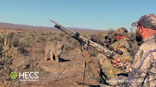 Face-à-face interminable entre un lynx et des chasseurs