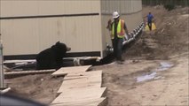 Blague avec un costume d'ours pour un ouvrier de chantier