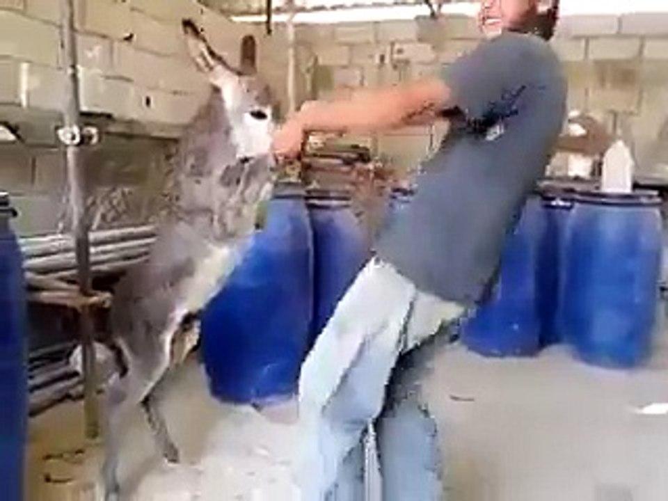 Pathan dancing with a donkey on Imran Khan Song. Funny.