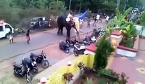 Angry Elephant Attack In palakkad kerala,India, Damaging 27 Vehicles ,Car, Bike & Auto