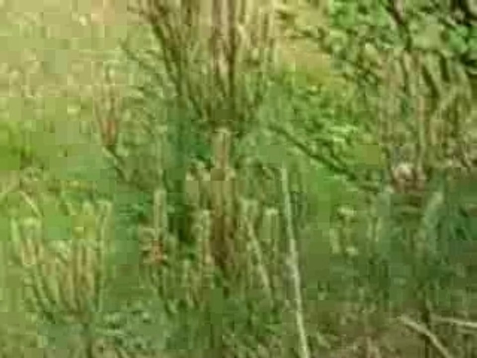 Zin, 3ème trou