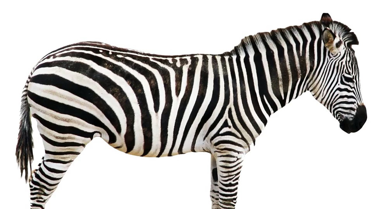 06.Mimicking Zebra's Fur