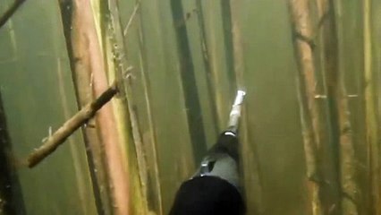 Spearfishing shot carp Подводная Охота подстрелил карпа