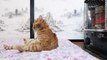 ストーブの前で背中を炙る猫　Cat to warm by a heater