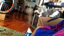 Cats vs. Humidifiers Compilation