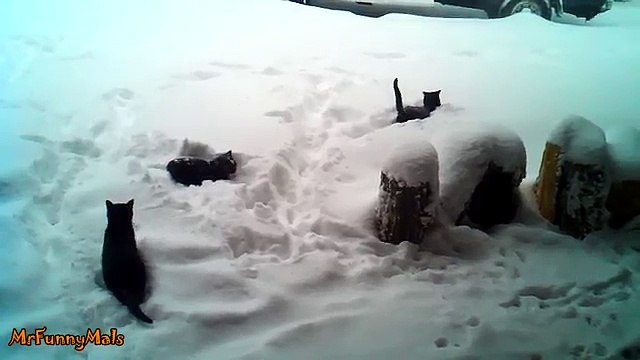 Cats Playing in Snow Compilation