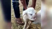 Alien Jaisa Dikhne Wala Bakri Ka Bacha(videomasti.com)