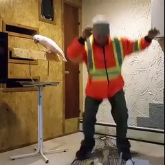 Kafesini kıran sahibine sinirlenen papağan