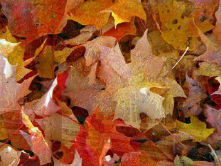 BU ŞARKI // ÖMER FARUK DEMİRAL