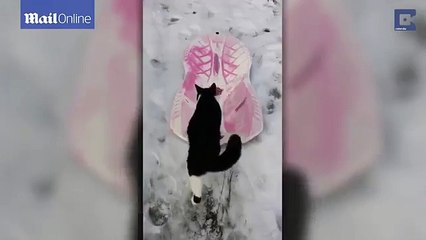 Confident cat sleds down slope on its own (mesothelioma lawyers)