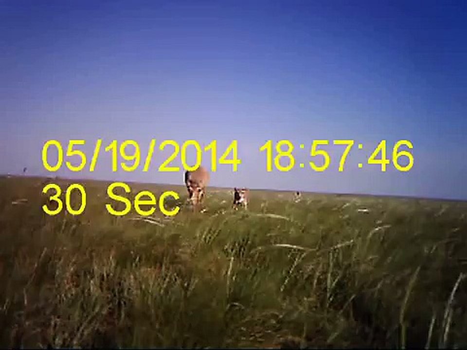 30 секунд из жизни дикой степи- Самка сайгака с детенышем