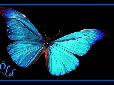 TABAK // ÖMER FARUK DEMİRAL