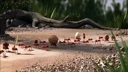 coalition of residents