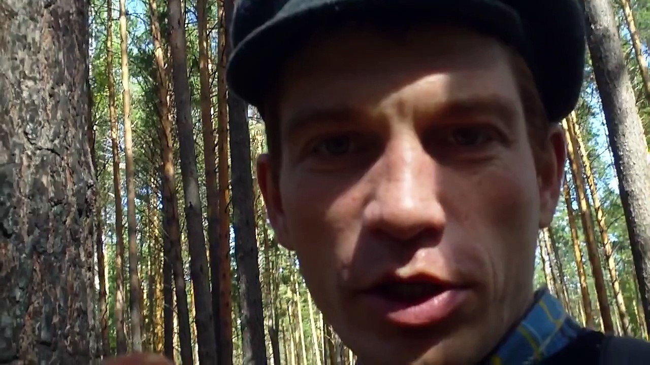 Боровой гриб растёт семейками в Томских борах.