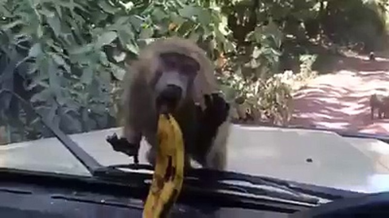 Funny Monkey On The Tree Looks Hungry