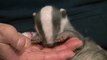 BBC1_ Spotlight 23Feb16 - orphan badger cub at Secret World