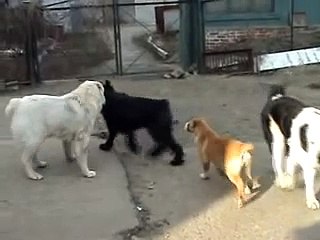 Короткий фильм о Вагши