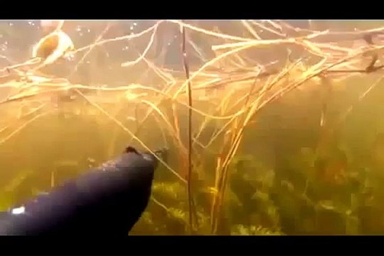 Подводная Охота Карп Underwater Carp Fishing