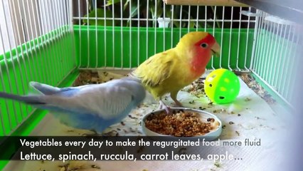 How to breed Budgies at Home.