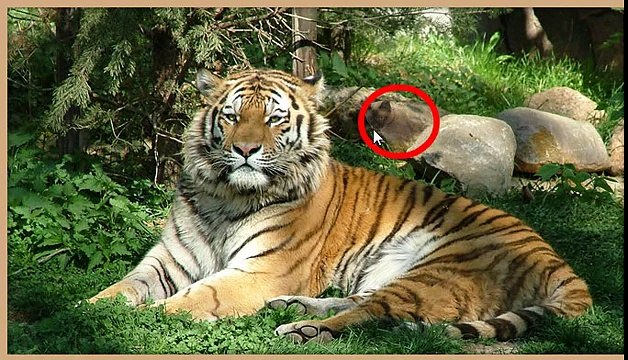 ГДЕ ЖЕ КОТ 211, 212, 213, 214, 215 уровень - Ответы, подсказки на игру Где же кот в Одноклассниках