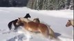 Horses playing in snow like kids. Crazy !