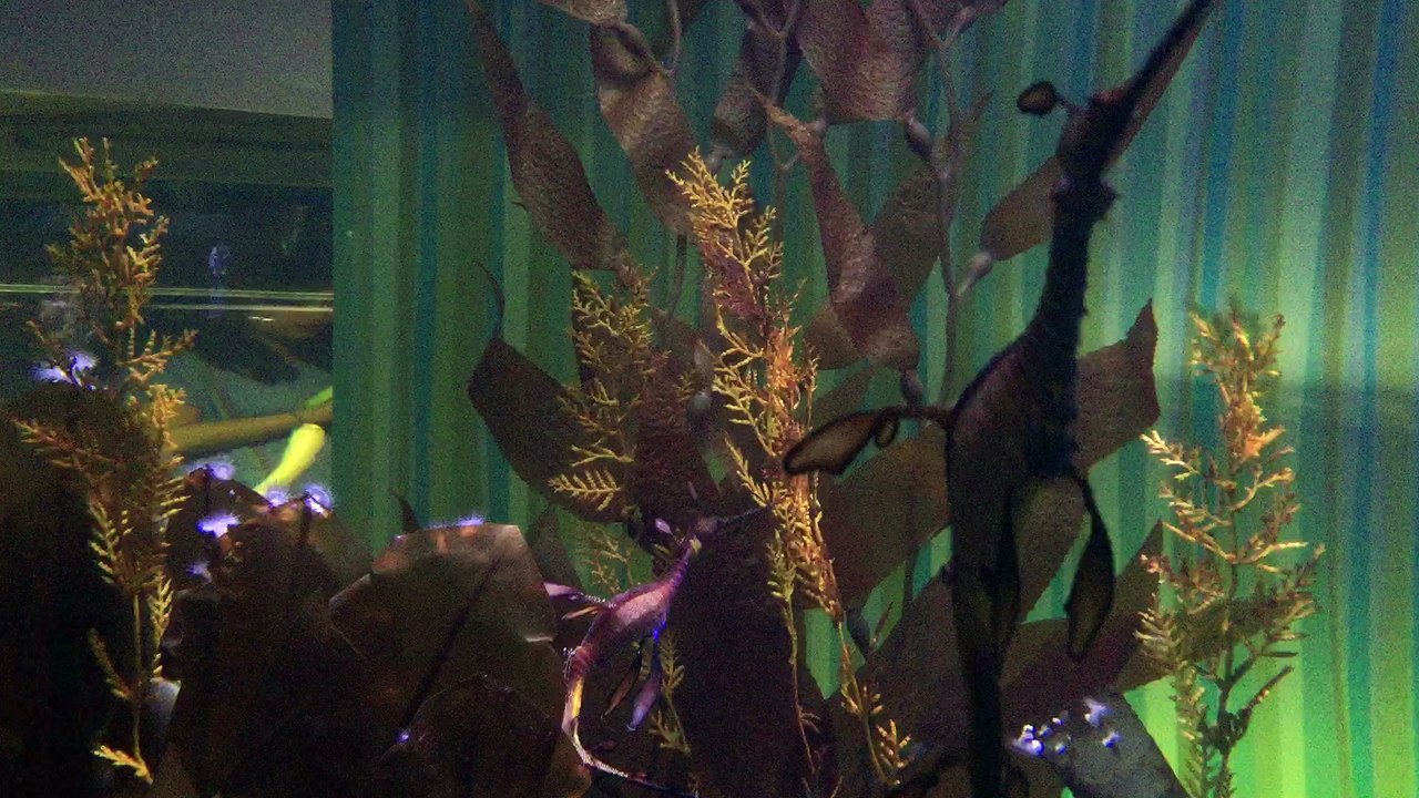 sea horses