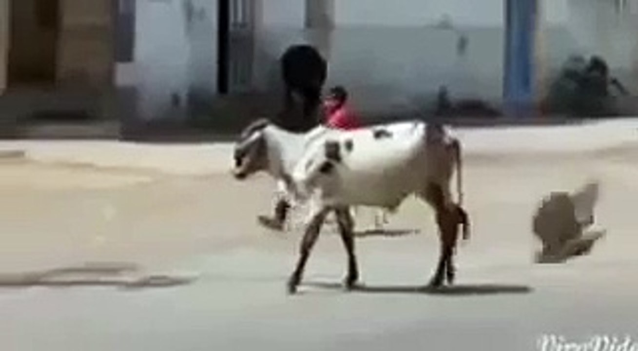 Goat Funny Videos