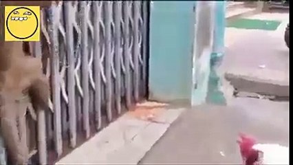 مرغے اور بندر کی لڑائی چیک کرو (Fight Between Cock and Monkey)