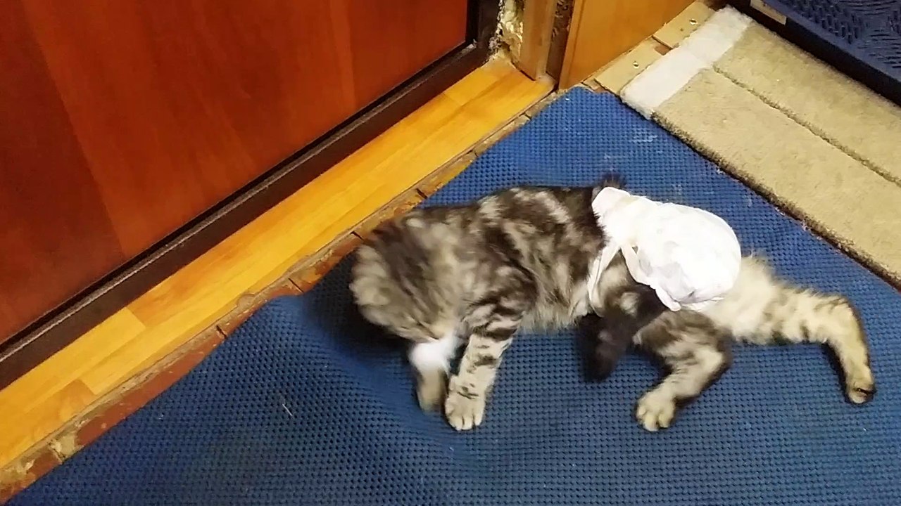Кот в шоке.Смотреть до конца!!