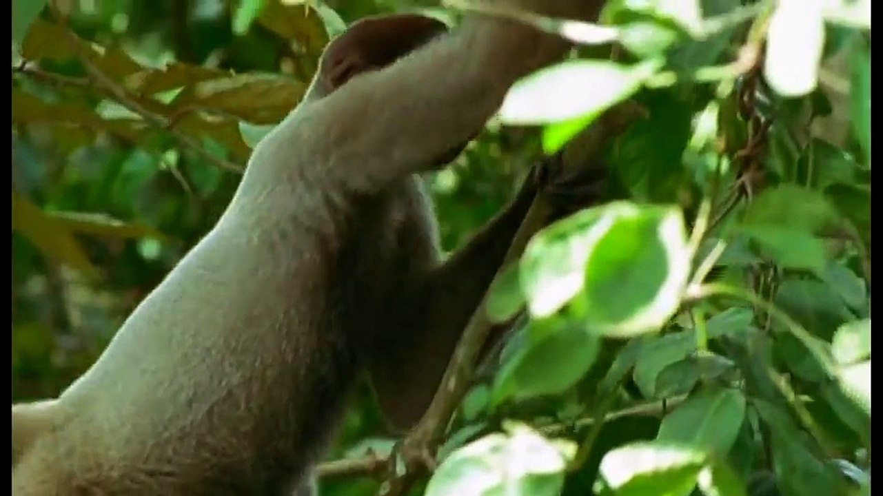Wild discovery channel animals Journey into Amazonia National geographic documentary #1