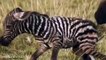 Zebra Wildlife 2015 - BEST Animals Documentary National Geographic Full HD