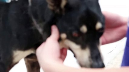 A dog has right sided submandibular mucocoele-