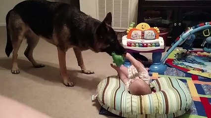 Baby and German Shepherd Play Together
