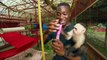 Monkeys bursting bubbles - Natures Miracle Orphans: Series 2 Episode 3 - BBC One