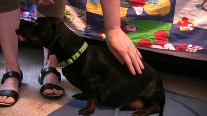 Dachshund -1st Puppy Birth