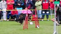 Dog Agility Competition - Sport, Speed and Beauty