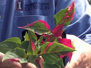 Cutting Back Perennials