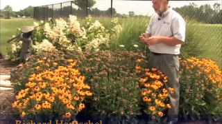 Deadheading Perennials