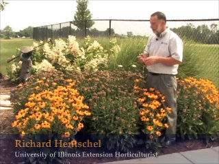 Deadheading Perennials