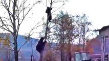 Bear Chases Russian Man Up a Tree