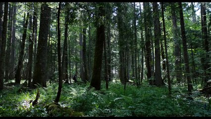 The Forest TV SPOT - See (2016) - Natalie Dormer, Taylor Kinney Movie HD