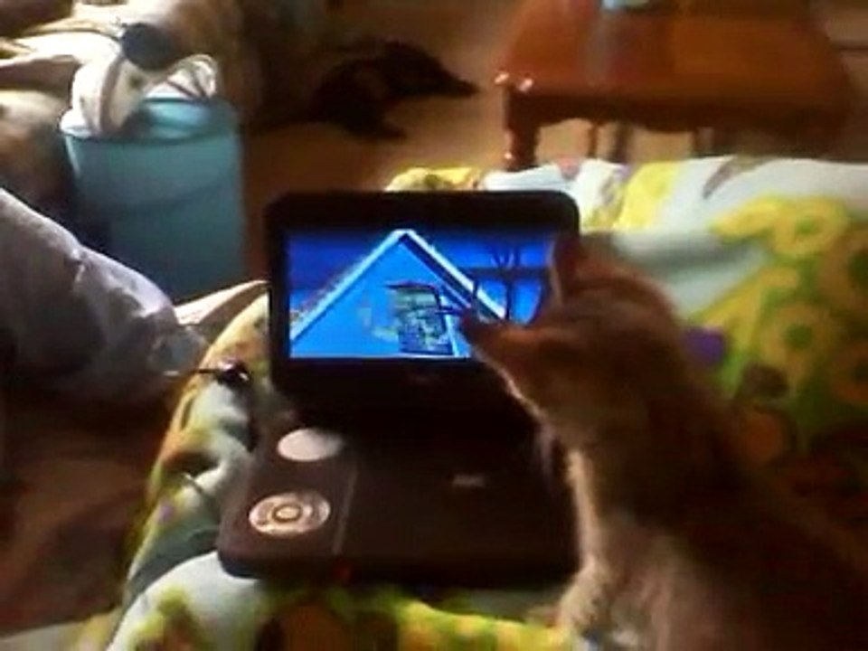 Cat watching tv (scoobydoo)