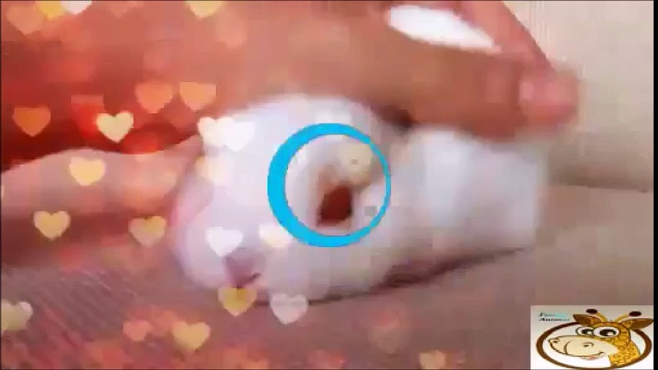 Best Funny Videos Collections-funniest cat videos