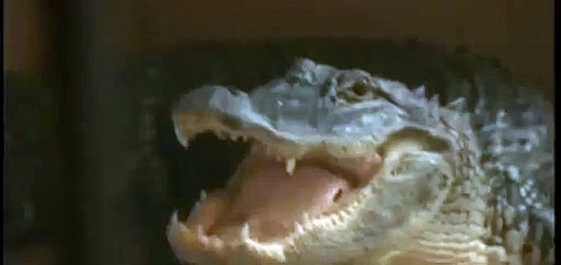 Женщина на крыльце дома обнаружила аллигатора