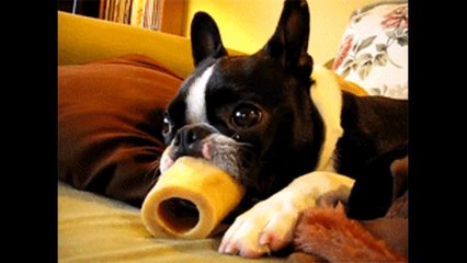 The best funny of 2016 Funny Dogs Compilation 2016 (Komik Köpekler)